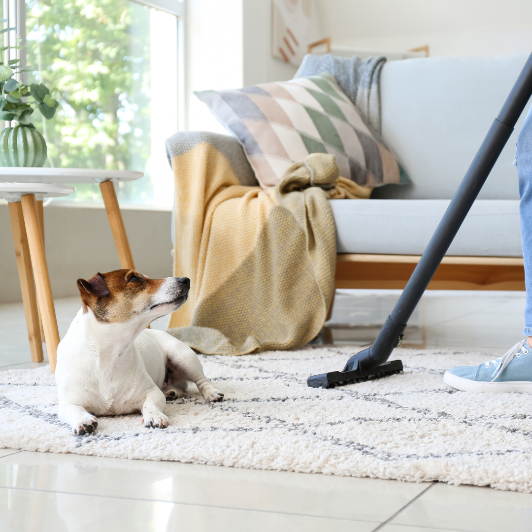5 Pet-Friendly Cleaning Tips for a Fresh and Fur-Free Home – Your Guide to Harmony with Furry Friends!
